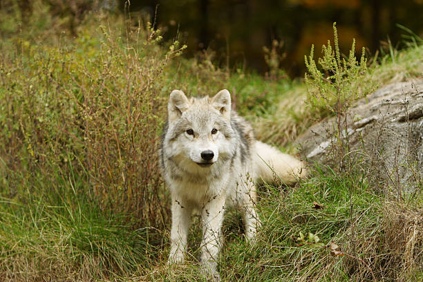 Young Arctic Wolf Cub in Autumn stock photo