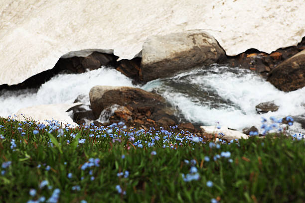 Alpine Meadow/Himalayan Tundra grass flower in Ratti Gali/pass in Kashmir. These tiny flowers are hardly 1cm long.