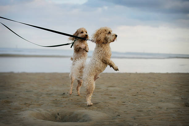 linda poodles jugando en la playa mientras caminaba - parker brothers fotografías e imágenes de stock