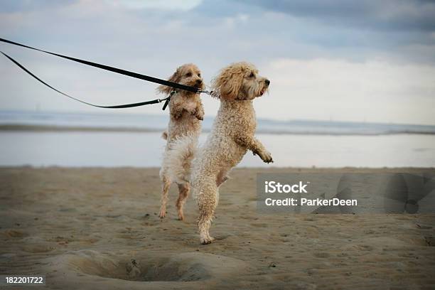 Photo libre de droit de Mignon Poodles Jouant Sur La Plage Tout En Marchant banque d'images et plus d'images libres de droit de Excitation