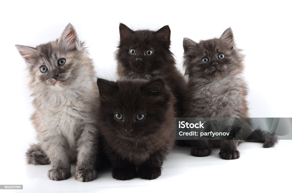 Four grey furry kittens with bright blue eyes Four grey kittens on white Animal Stock Photo