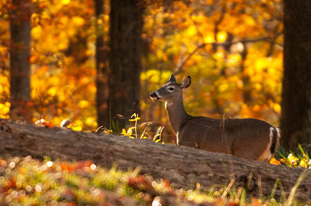 White-Tailed Deer – Foto