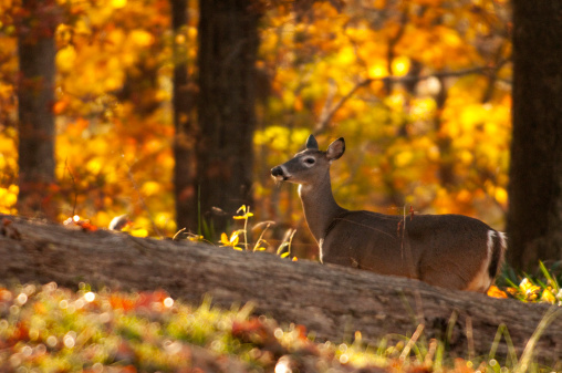 white-tailed deer in forest in autumn