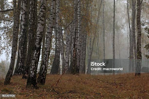 Mglisty Las - zdjęcia stockowe i więcej obrazów Brzoza - Brzoza, Brązowy, Ciemny