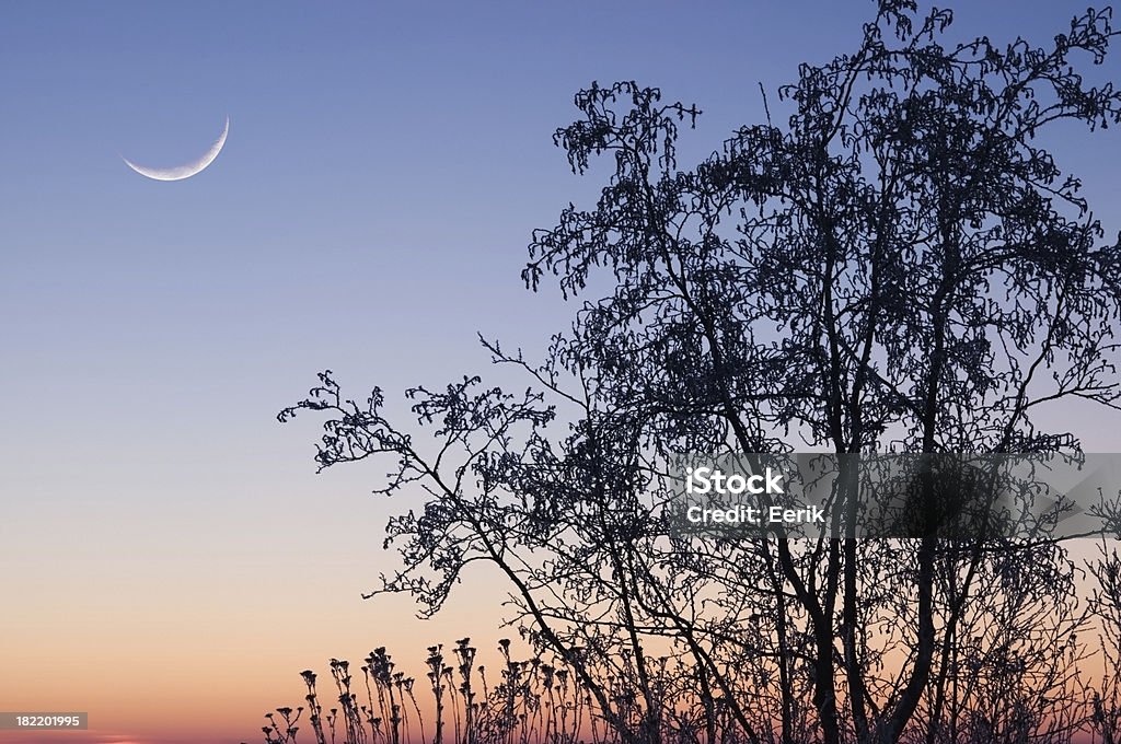 Crescent moon auf twilight Himmel - Lizenzfrei Ast - Pflanzenbestandteil Stock-Foto