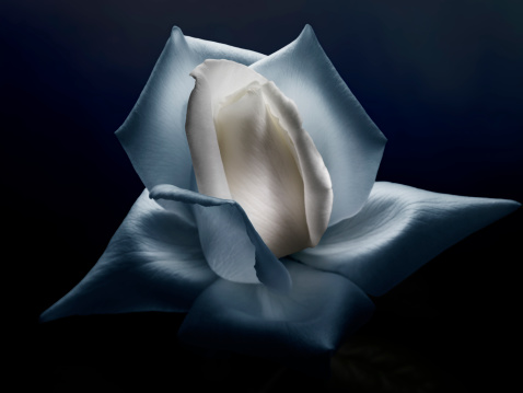 Medium Format image of a white rose.