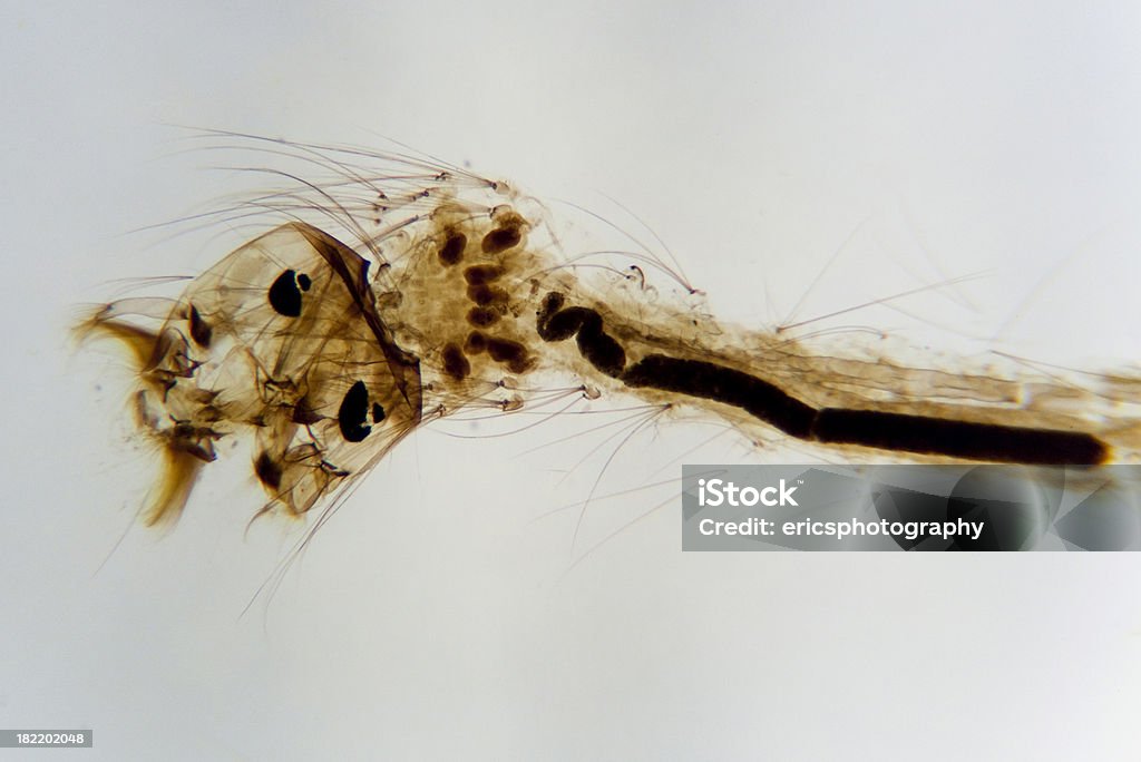 Mosquito larva - Royalty-free Amostra Médica Foto de stock