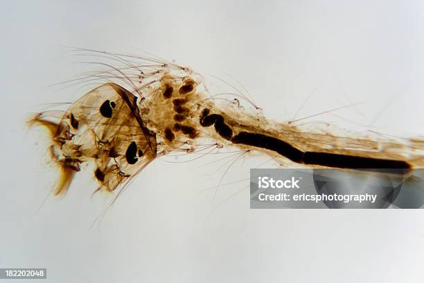 Mosquito Larva - Fotografias de stock e mais imagens de Amostra Médica - Amostra Médica, Ampliação, Anatomia