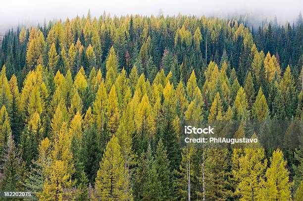 낙엽송 임산 가을 0명에 대한 스톡 사진 및 기타 이미지 - 0명, 가문비나무, 가을