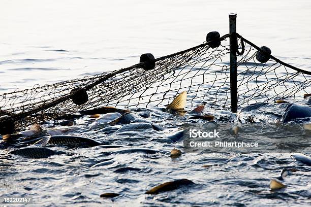 Рыбная Промышленность — стоковые фотографии и другие картинки Промысловая рыболовная сеть - Промысловая рыболовная сеть, Рыболовная сеть, Рыбная промышленность