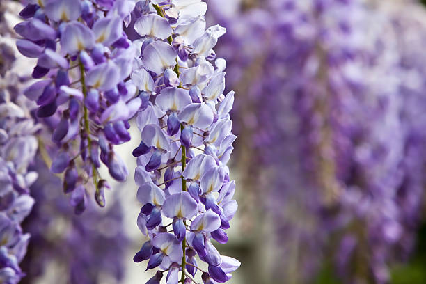 azul wisteria en la primavera. - flower single flower defocused growth fotografías e imágenes de stock