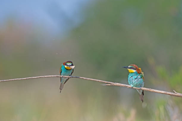 istock European Bee-eater (Merops apiaster) standing on a branch with an insect in its mouth. 1822025084