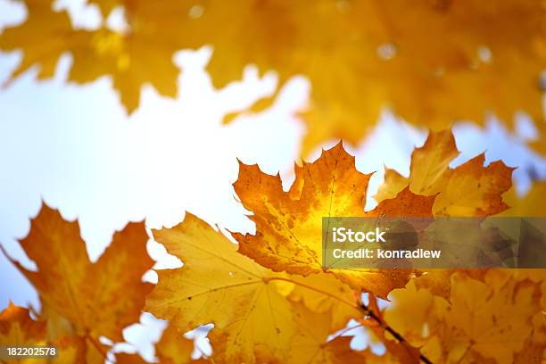 Jesień Liście - zdjęcia stockowe i więcej obrazów Abstrakcja - Abstrakcja, Bez ludzi, Bliskie zbliżenie