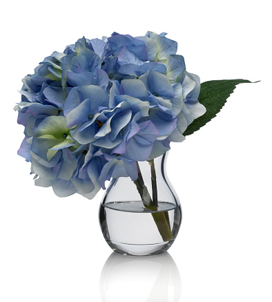A single blue hyrangea blossom in a bud vase. Image has a path which may be used to delete the background if desired. Photographed on a bright white background. Extremely high quality faux flowers.