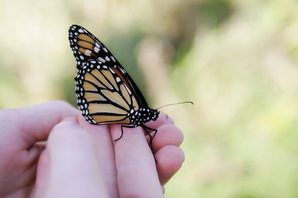 istock Monarch Butterfly Resting on Child's Hand 182202601