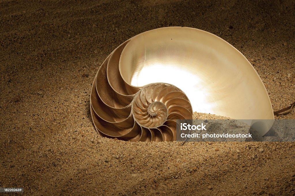 Nautilus de areia - Foto de stock de Sequência de Fibonacci royalty-free