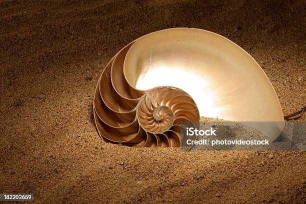 Foto de Nautilus De Areia e mais fotos de stock de Sequência de Fibonacci - Sequência de Fibonacci, Areia, Cefalópode