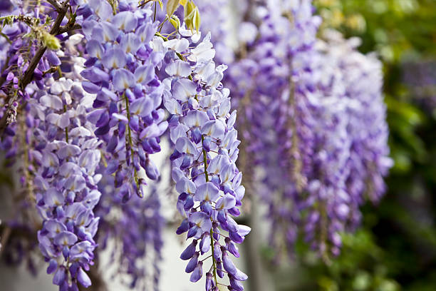 blu glicine in primavera. - wisteria foto e immagini stock