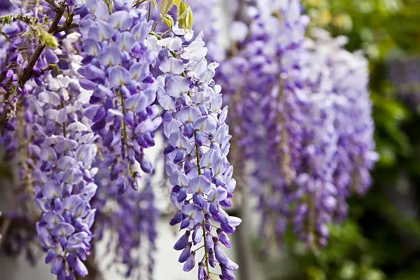 Photo of Blue wisteria in spring.