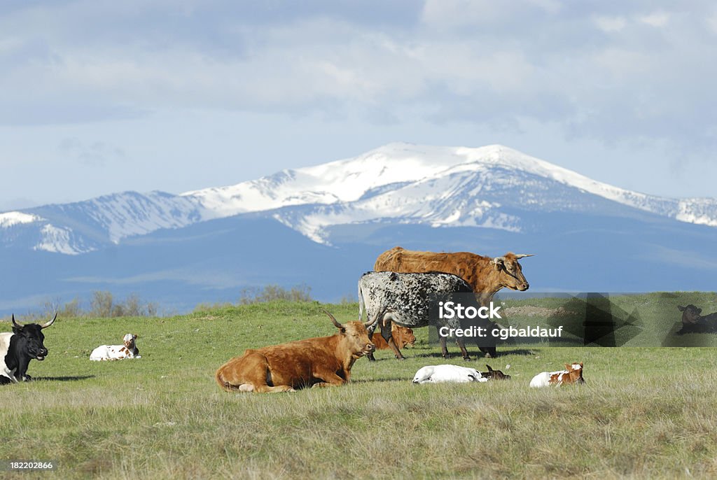 Ganado y de las montañas - Foto de stock de Agricultura libre de derechos