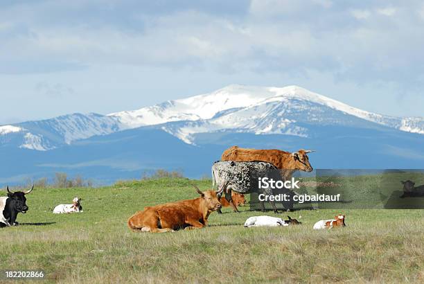 Ganado Y De Las Montañas Foto de stock y más banco de imágenes de Agricultura - Agricultura, Aire libre, Animal