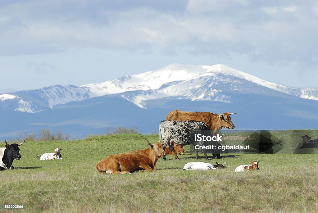 Bétail et les montagnes - Photo de Agriculture libre de droits