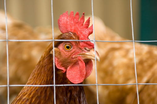 A chicken looking through a wire fence.