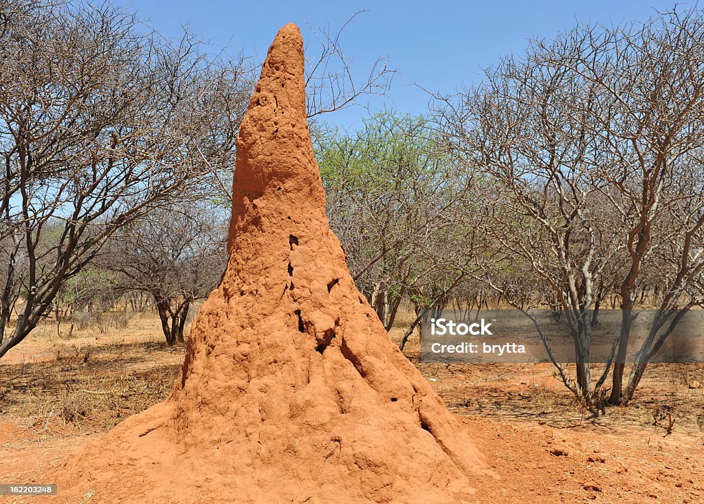 Immense Termitière de terre rouge dans le désert en Namibie - Photo de Termitière libre de droits