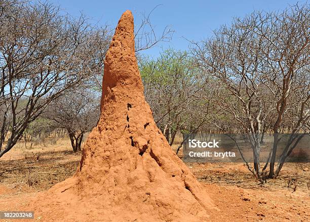 Photo libre de droit de Immense Termitière De Terre Rouge Dans Le Désert En Namibie banque d'images et plus d'images libres de droit de Termitière