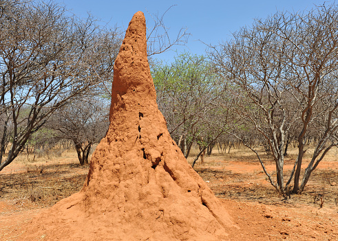 Huge termite mound of red earth in Namibia.