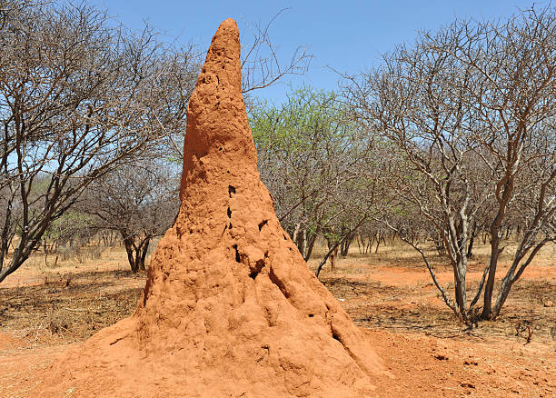 огромная термитник красного земли в намибии - anthill стоковые фото и изображения