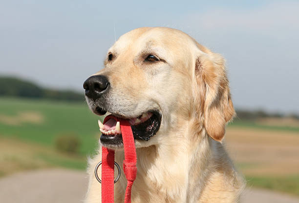 istock Golden Retriever with leash 182203381