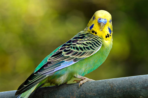 Budgerigar [Parakeet]  budgerigar photos stock pictures, royalty-free photos & images