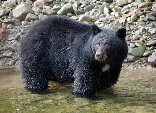 istock Black Bear Fishing in the Creek 182203561