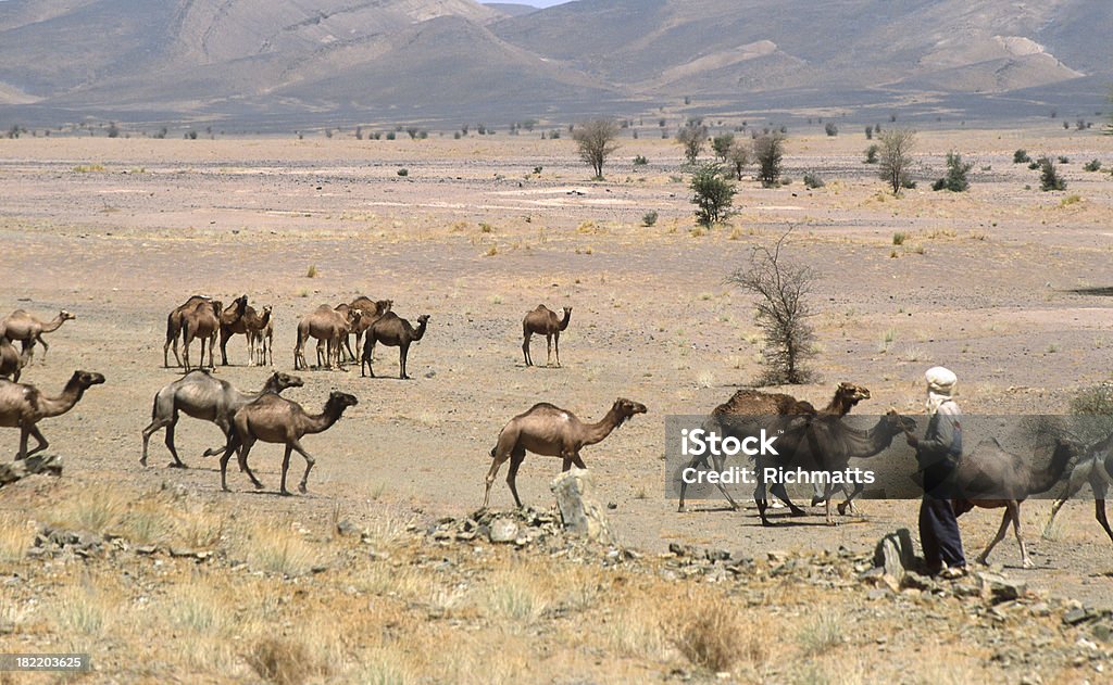Pustyni wielbłądy przejście marokański - Zbiór zdjęć royalty-free (Dorosły)