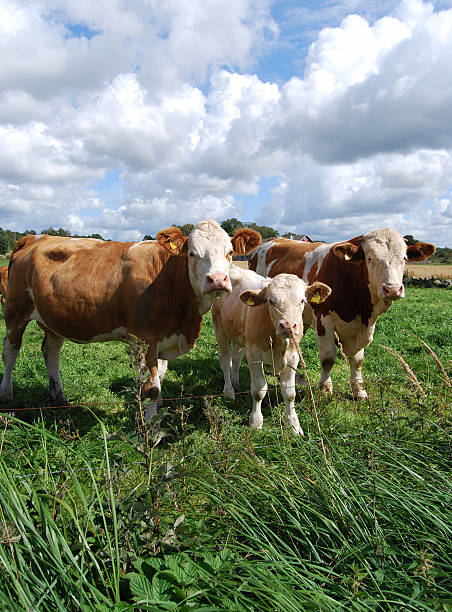 istock Curious cow family 182203754