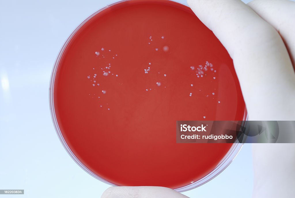 Bactérie - Photo de Bactérie libre de droits
