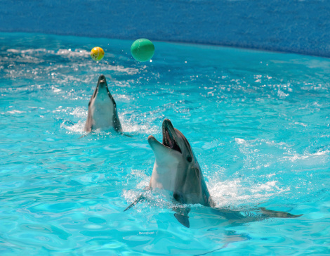 Two Dolphins in a blue water playing with balls
