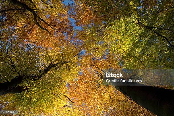추절 나무 루킹 0명에 대한 스톡 사진 및 기타 이미지 - 0명, 가을, 공원
