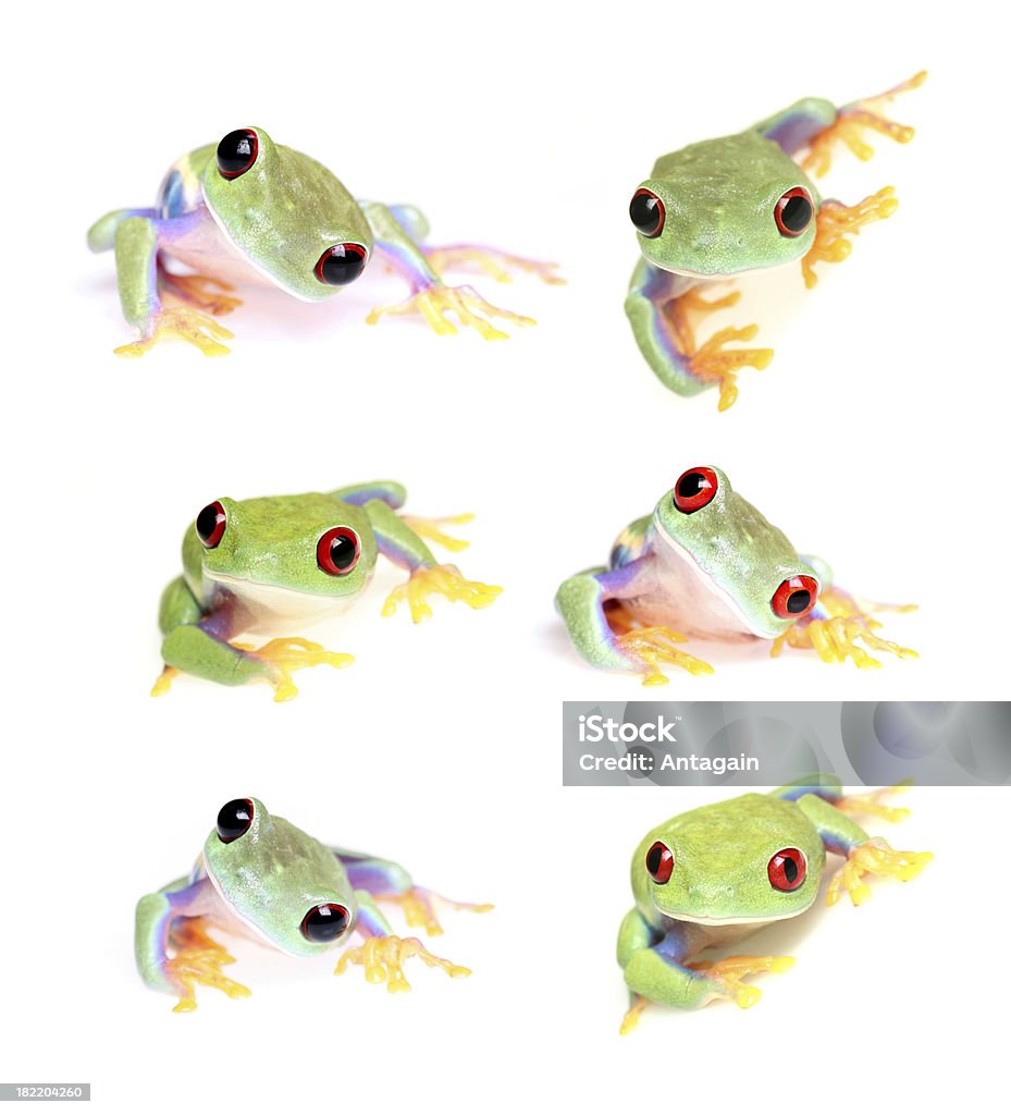 frogs frog - Agalychnis callidryas Amphibian Stock Photo