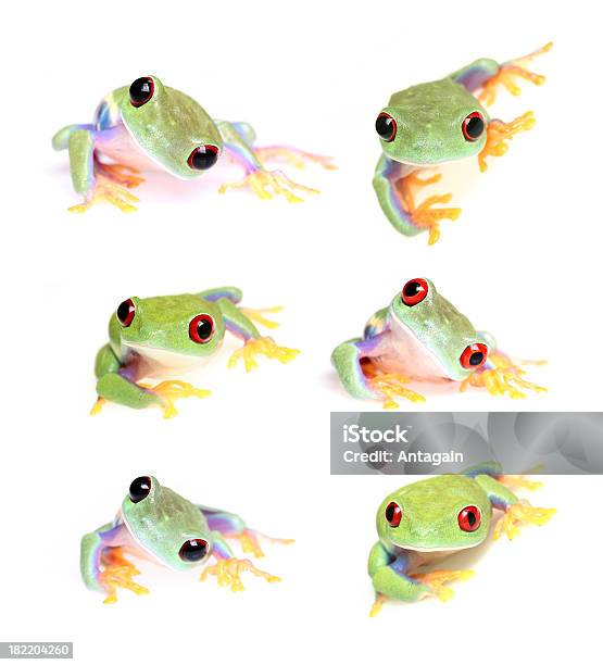 Frogs Stock Photo - Download Image Now - Amphibian, Animal, Animal Body Part