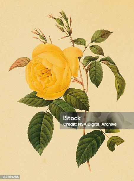 Ilustración de Rosa De Té Antigüedades Ilustraciones De Flor y más Vectores Libres de Derechos de Anticuado - Anticuado, Retro, Amarillo - Color