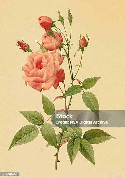 ティーローズアンティークの花のイラスト - 植物 バラのベクターアート素材や画像を多数ご用意 - 植物 バラ, 作物 お茶, 温かいお茶