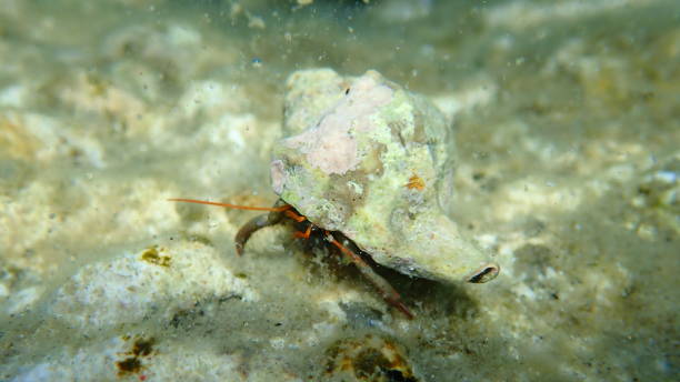 istock Banded murex (Hexaplex trunculus) shell with Mediterranean rocky shore hermit crab (Clibanarius erythropus) undersea 1822043224