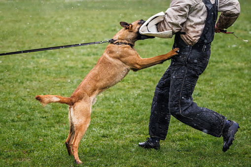 Belgian malinois dog doing bite and defense work with police dog handler. Animal obedience training