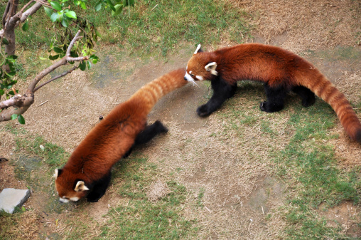 Red Panda / Racoon