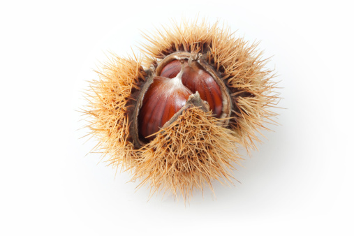 Chestnut. Similar photographs from my portfolio: