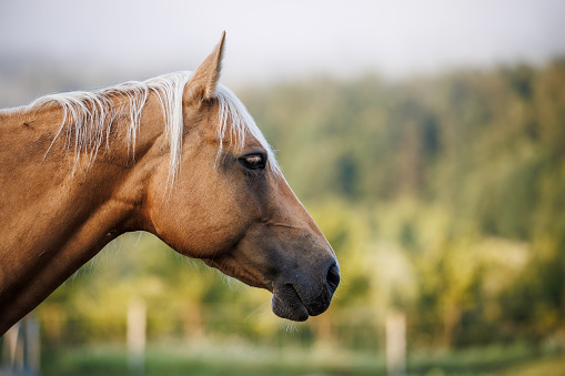 Palomino horse on pasture at ranch. Animal head portrait