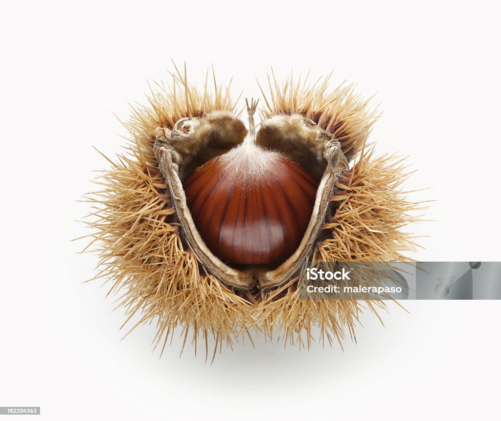 Chestnut en su nest - Foto de stock de Castaña libre de derechos