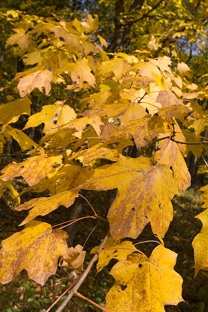 istock up close to the autumn 182204427